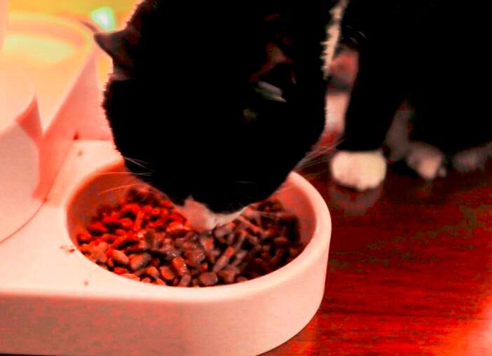 alimentacion para un gato de 1 mes