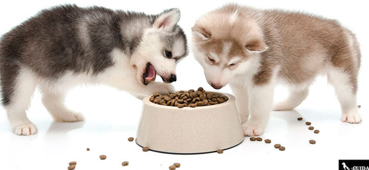 alimentando a un cachorro de 2 meses guia de nutricion