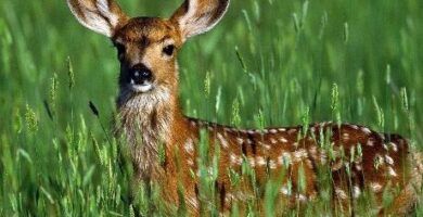 animales que empiezan con n en ingles y espanol