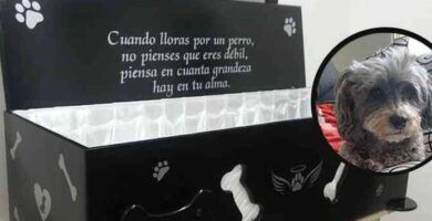 ataques de locura en perros causas y soluciones