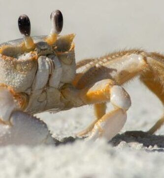 cangrejos tipos y fotografias de cada uno