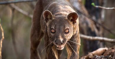 caracteristicas y habitat de las mangostas conoce mas sobre ellas