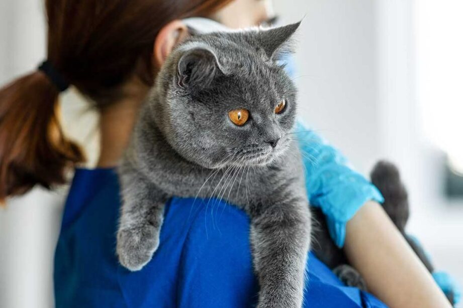 causas comunes del exceso de lamido en gatos