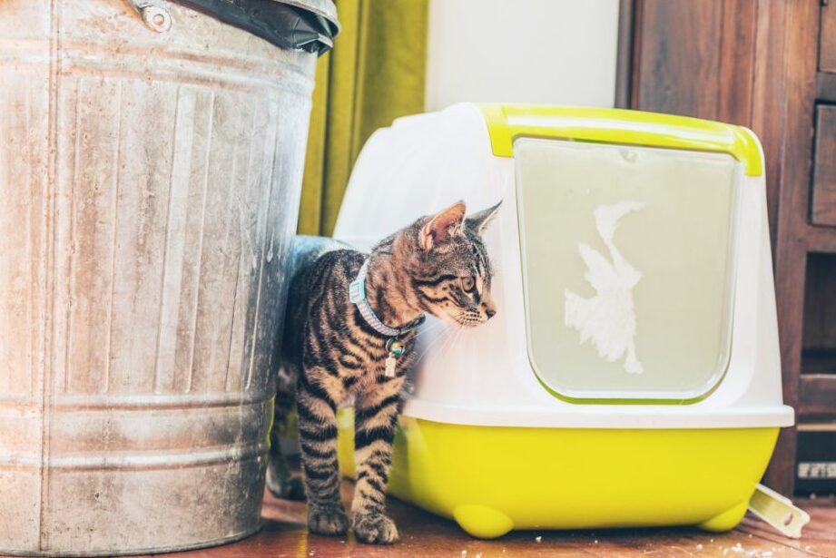 causas y soluciones si tu gato no se limpia adecuadamente