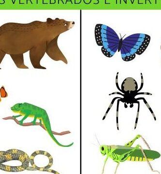 clasificacion caracteristicas y ejemplos del reino animal