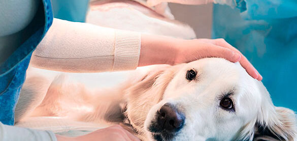 cuidados para perros con linfoma