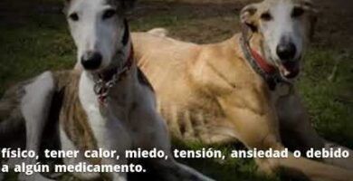 diferencias entre galgo ingles y espanol descubrelas aqui