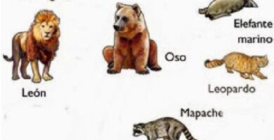 ejemplos de animales terrestres y acuaticos