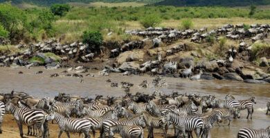 el habitat y patrones de sueno de las golondrinas