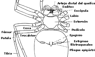 el proceso de nacimiento de los alacranes o escorpiones