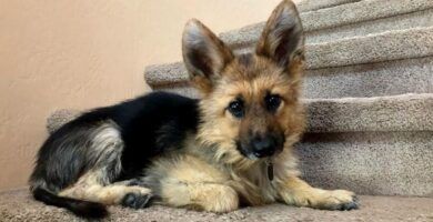 enanismo canino causas sintomas y tratamiento