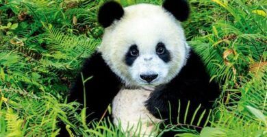habitat del oso panda informacion completa