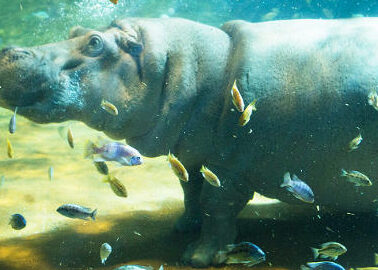 la alimentacion de los hipopotamos que incluye su dieta