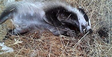 la dieta adecuada para un tejon