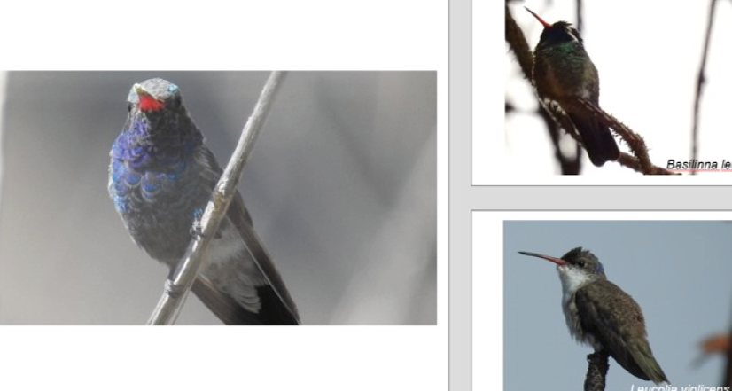 la dieta del colibri lo que come esta pequena ave