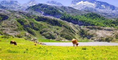 la fauna europea descubre la diversidad animal del continente