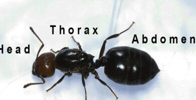 nombres y ejemplos de animales con exoesqueleto