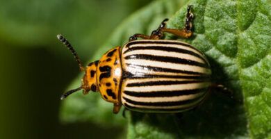 nombres y fotos de diferentes tipos de escarabajos