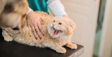 por que los perros erizan su lomo