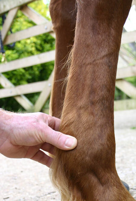 sintomas tratamiento y prevencion de la laminitis en caballos