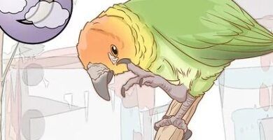 sintomas y tratamiento de acaros en periquitos