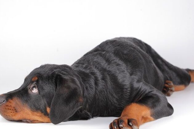 sintomas y tratamiento de anemia hemolitica en perros