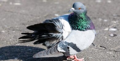 sintomas y tratamiento de la tricomoniasis en aves