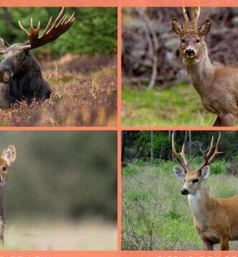 tipos de cervidos caracteristicas y habitat