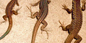tipos y ejemplos de reproduccion en reptiles