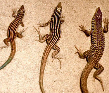tipos y ejemplos de reproduccion en reptiles