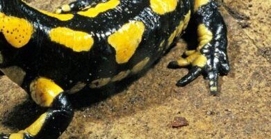variedades de salamandras