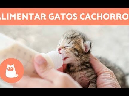 6 recetas caseras para alimentar gatitos recien nacidos