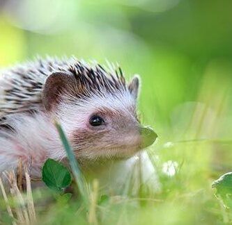 animales que comienzan con e en espanol e ingles