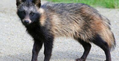 animales similares al mapache