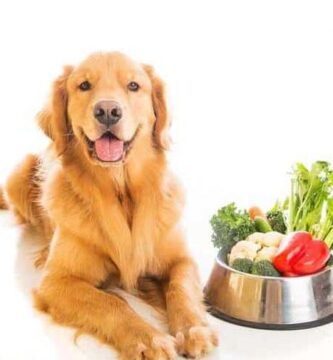 beneficios y dosis de la espirulina para perros