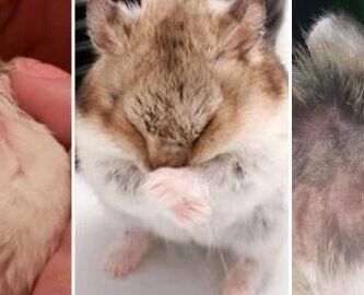 caida de pelo en ratas causas y tratamiento