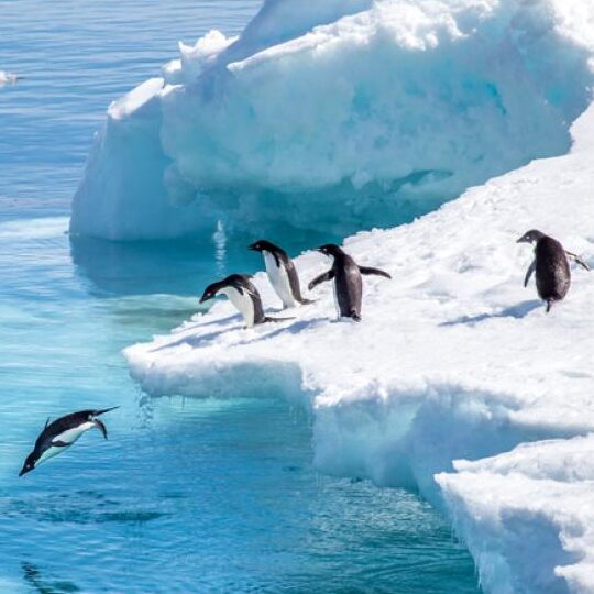 caracteristicas de los animales antarticos
