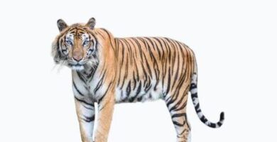 caracteristicas tamano y extincion del tigre de dientes de sable