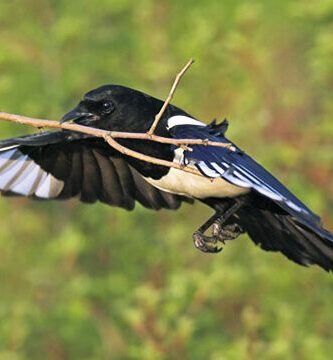 caracteristicas y ejemplos de aves carnivoras