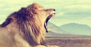 caracteristicas y ejemplos de mamiferos carnivoros