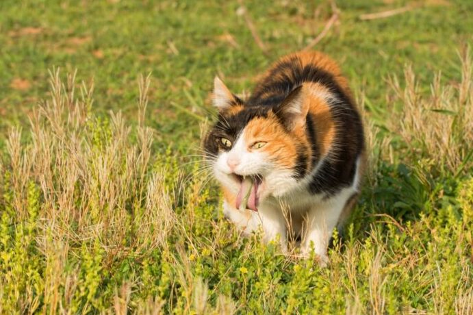 causas del vomito amarillo en gatos