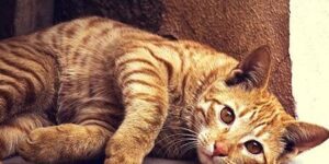 causas y soluciones para el agujero en la piel de tu gato