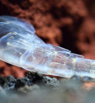 ciclo de muda en los crustaceos todo lo que necesitas saber