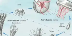 ciclo reproductivo de las medusas