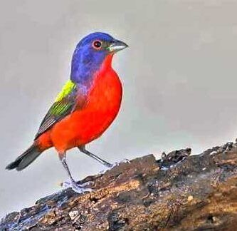 como ensenar a cantar a un canario joven