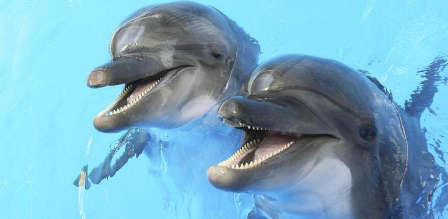 comunicacion de delfines como se comunican los mamiferos marinos