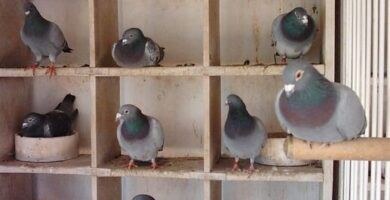 cuidado y alimentacion de palomas recien nacidas todo lo que necesitas saber