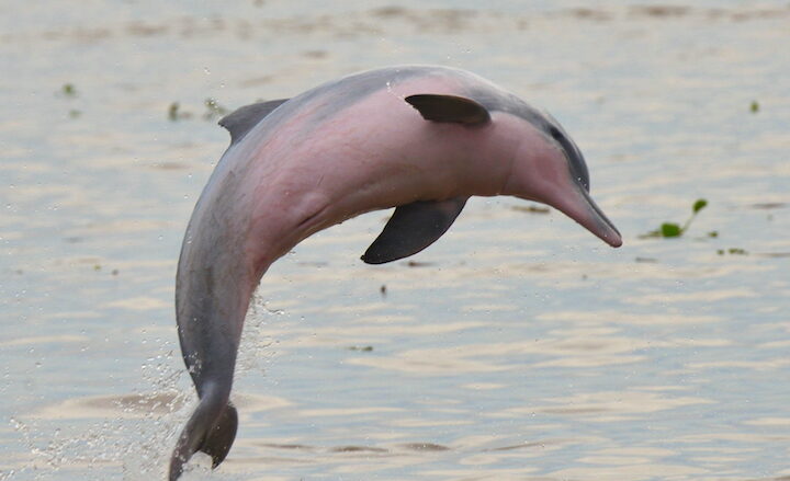 delfines de agua dulce conoce sus diferentes especies