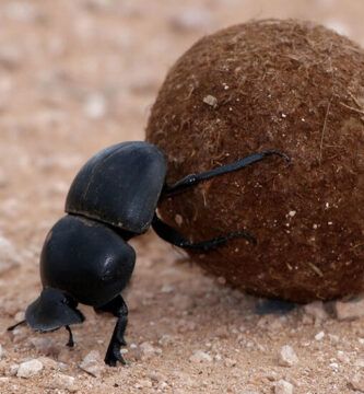 descubre curiosidades sobre el escarabajo pelotero