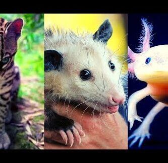 descubre la fauna de espana animales que habitan en la peninsula iberica